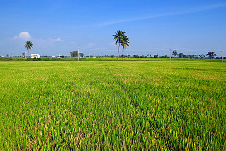 green grass field during daytime thumbnail