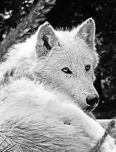 white wolf in tilt shift lens photography thumbnail