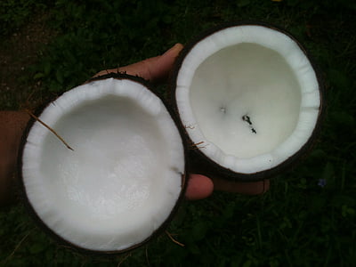 person holding coconut thumbnail