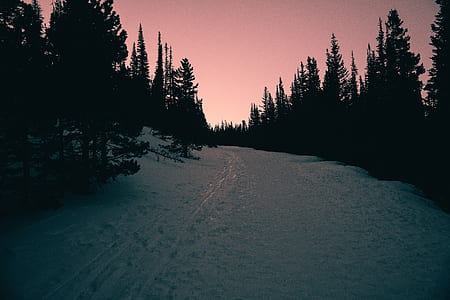 green pine trees under white sky thumbnail