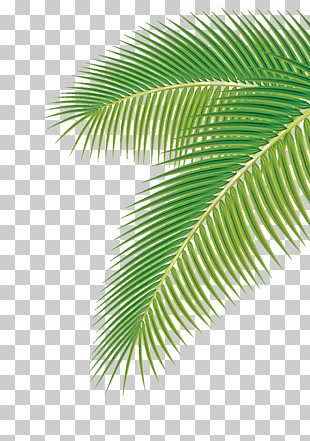 Arecaceae Leaf Euclidean , Palm leaf, green palm leaf PNG clipart