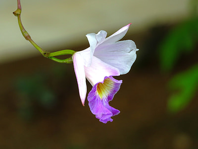 white and purple petaled flower selective-focus photography thumbnail