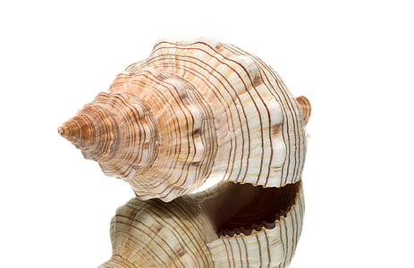 beige and white conch thumbnail