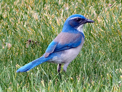 bluebird on grass thumbnail