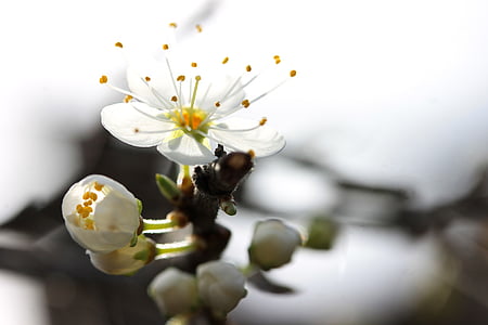 white flower thumbnail