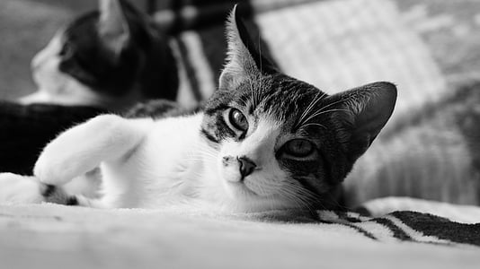 grayscale photo of cat lying on bed thumbnail