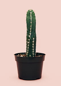 cactus on black plastic flower pot thumbnail