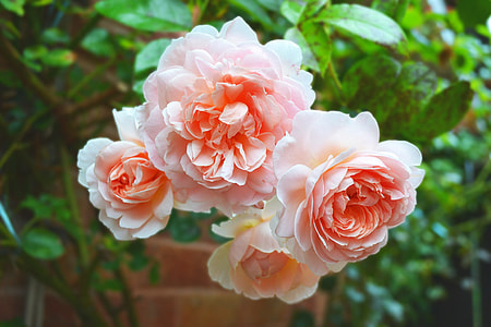 peach-colored rose in selective focus photography thumbnail