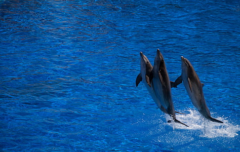 three dolphin above water thumbnail