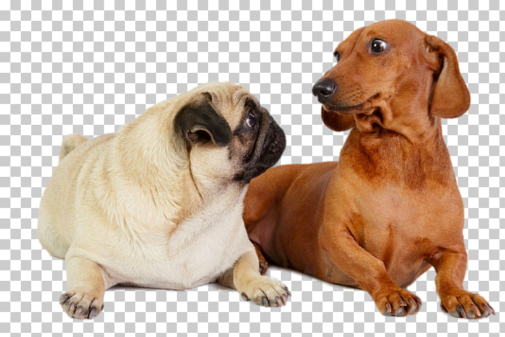 Dachshund Puggle Pomeranian French Bulldog Visit Each Other S