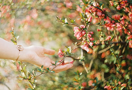 person holding red flowers thumbnail