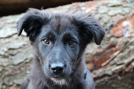 short-coated gray dog thumbnail