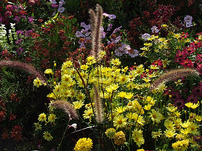 Yellow Strauchmargerite, Tree Daisy thumbnail