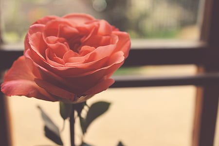 selective focus photography of pink rose thumbnail