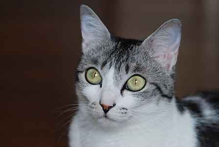 close-up of white and grey cat thumbnail