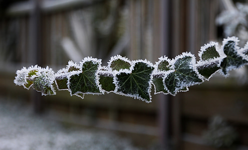 shallow focus photography of leaf with snow thumbnail