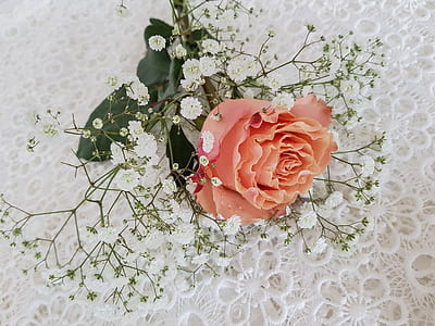 pink rose and white baby's breath flowers painting thumbnail