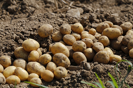 mount of potatoes thumbnail
