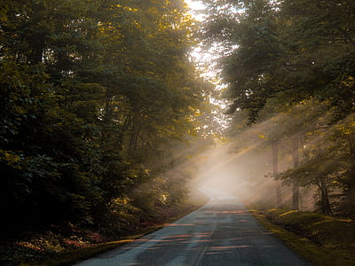 grey and black concrete road between green forest trees with sun reflection during daytime thumbnail