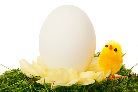 close-up photography of white egg and yellow bird toy thumbnail