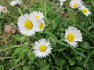 Bellis Perennis, English Daisy thumbnail