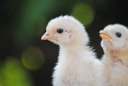closeup photo of two yellow chicks thumbnail