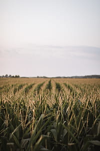 grass field thumbnail