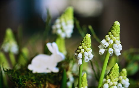 selective focus photography of white petaled flowers thumbnail