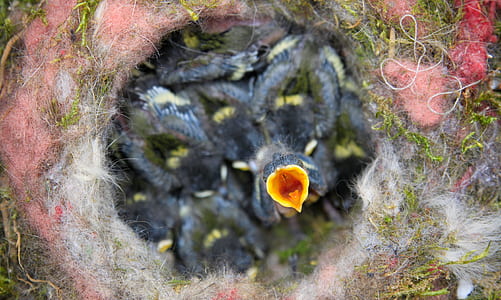 selective focus photography of chick on nest thumbnail