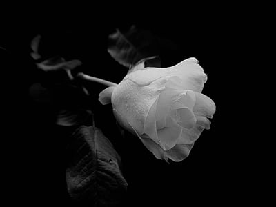 grayscale photography of rose thumbnail