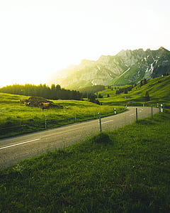 road in between green grass with pine trees and mountain nearby thumbnail