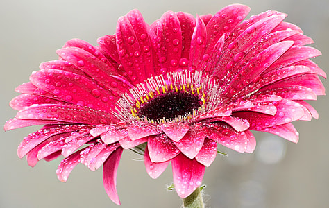 selective focus photography of pink Gerbera daisy flower with dewdrops thumbnail