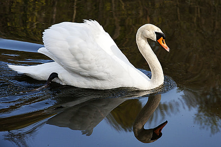 white swan on water during daytime thumbnail