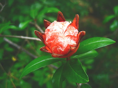 selective focus photography of red petaled flower thumbnail