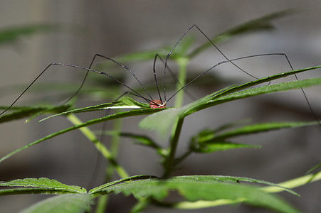 macro photography of harvestman spider on leaf thumbnail