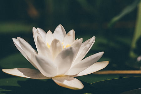 white lotus flower thumbnail