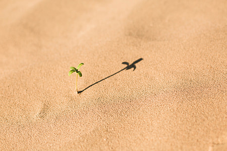 sprout on soil thumbnail