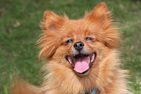 adult brown Pomeranian thumbnail
