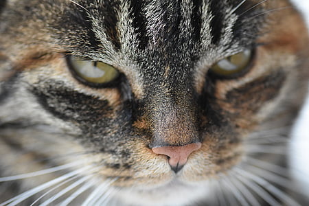 close up photo of cat thumbnail