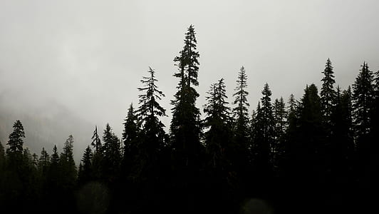 silhouette photo of tall trees thumbnail