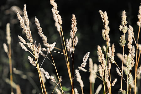 beige plants thumbnail