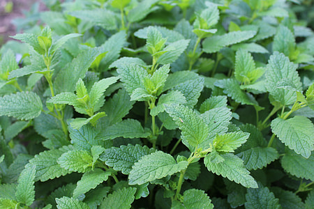 fill the frame photography of green plant thumbnail