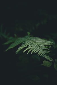 selective focus photography of Boston fern thumbnail