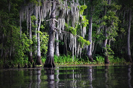 brown trees on body of water thumbnail