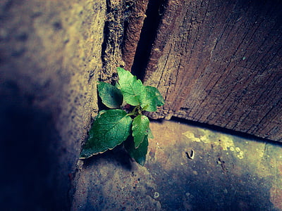 green plant thumbnail