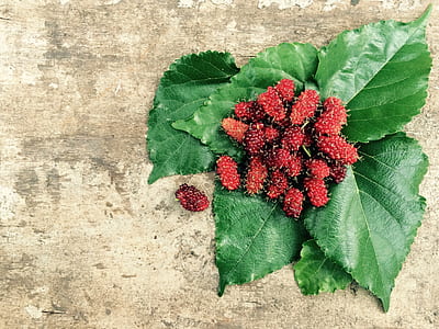 Red Fruit and Green Leaf thumbnail
