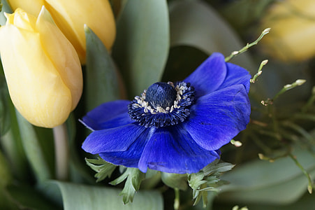 blue anemone flower beside yellow tulips closeup photography thumbnail