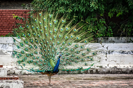peacock thumbnail