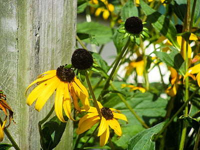 sunflowers thumbnail