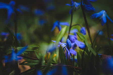 Selective Focus Photography of Blue Flowers thumbnail